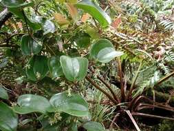 Image de Smilax melastomifolia Sm.