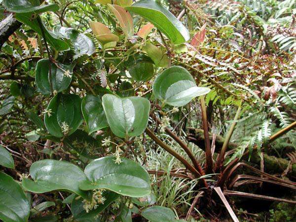 Smilax melastomifolia Sm. resmi