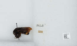 Imagem de Bombus mexicanus Cresson 1879