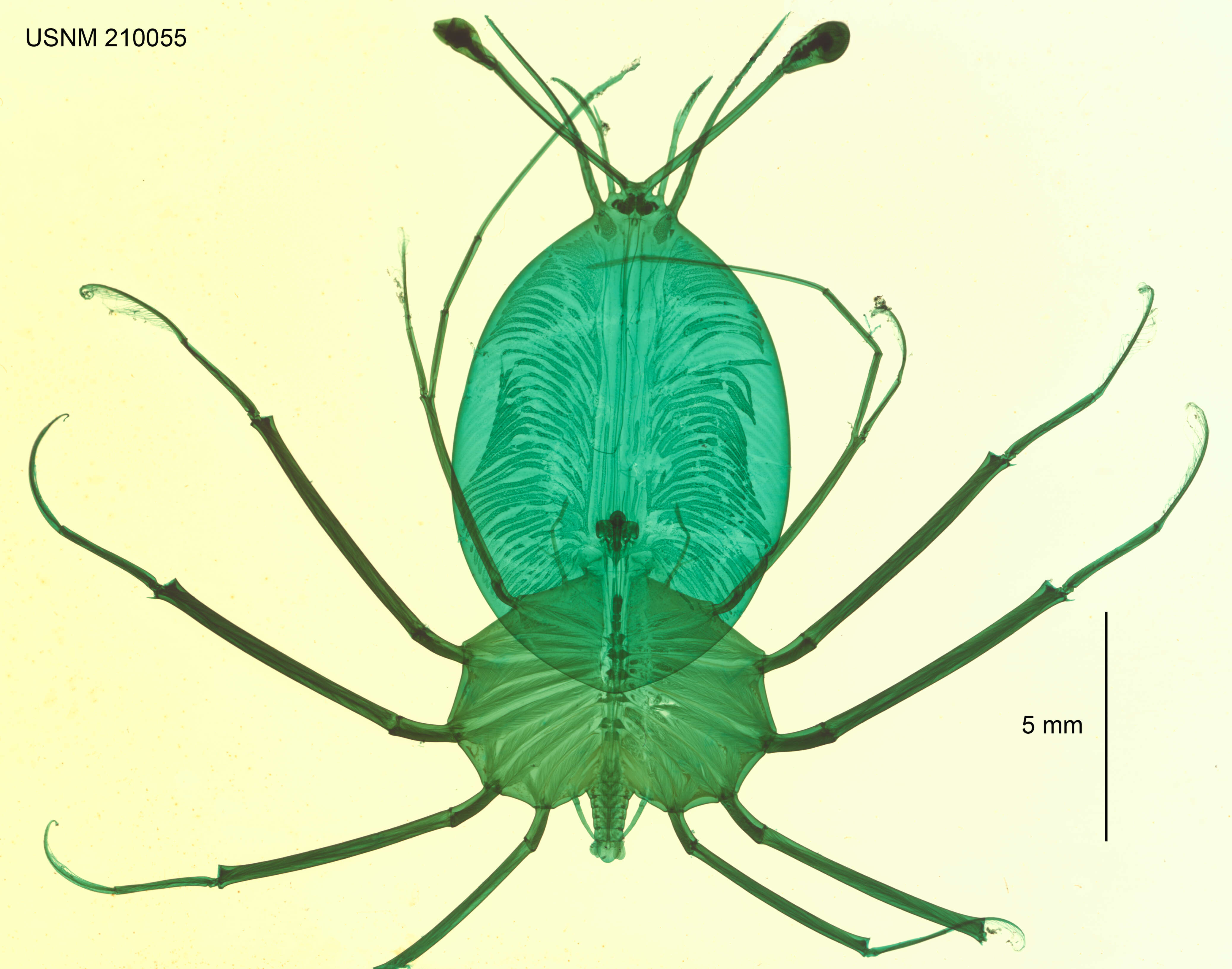 Image of Banded Spiny Lobster