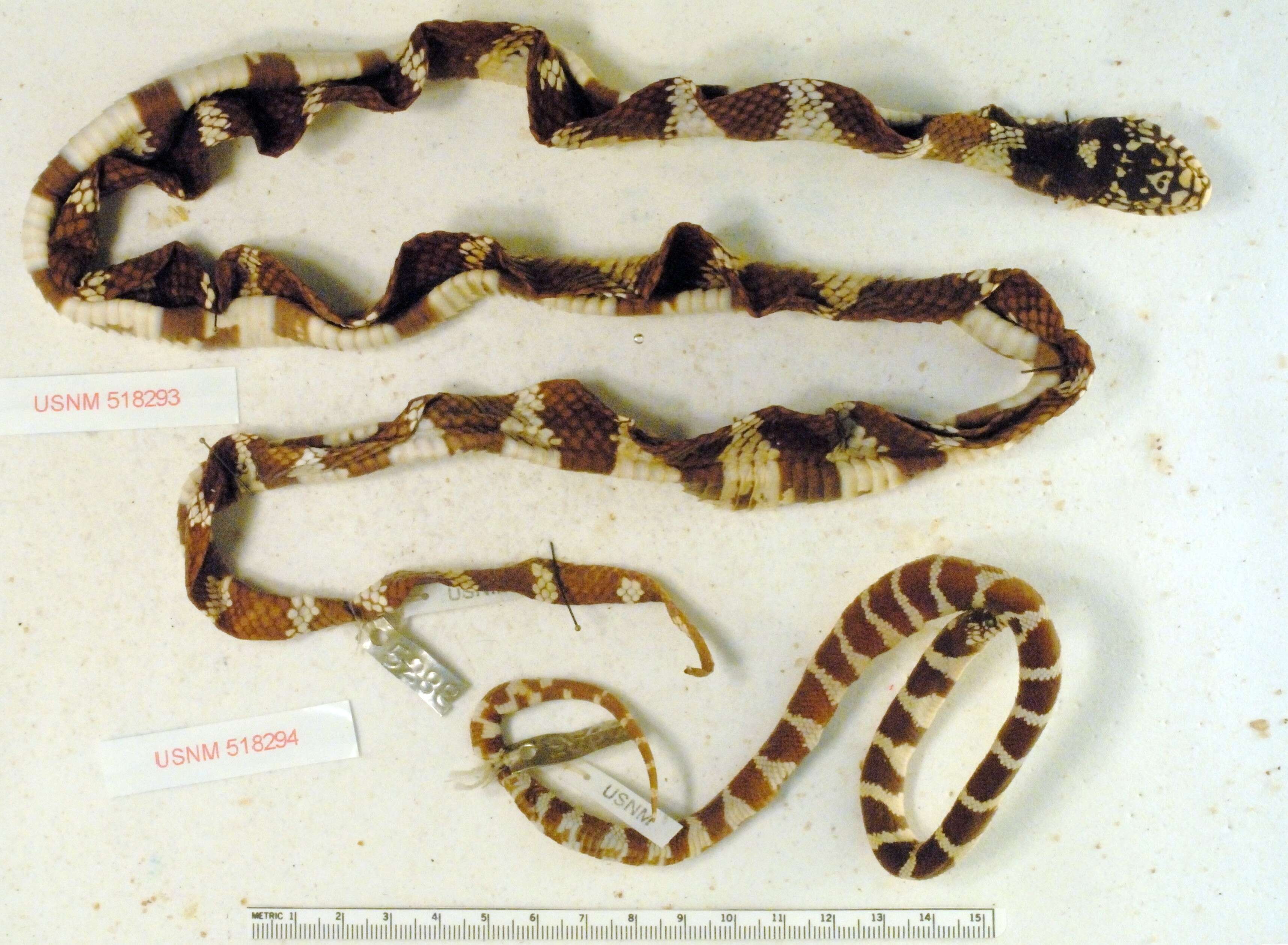 Image of Lampropeltis getula (Linnaeus 1766)