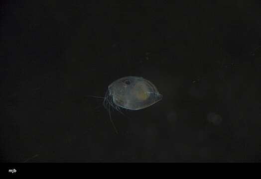 Image of Ostracoda