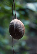 Image of Calyptrion arboreum (L.) Paula-Souza