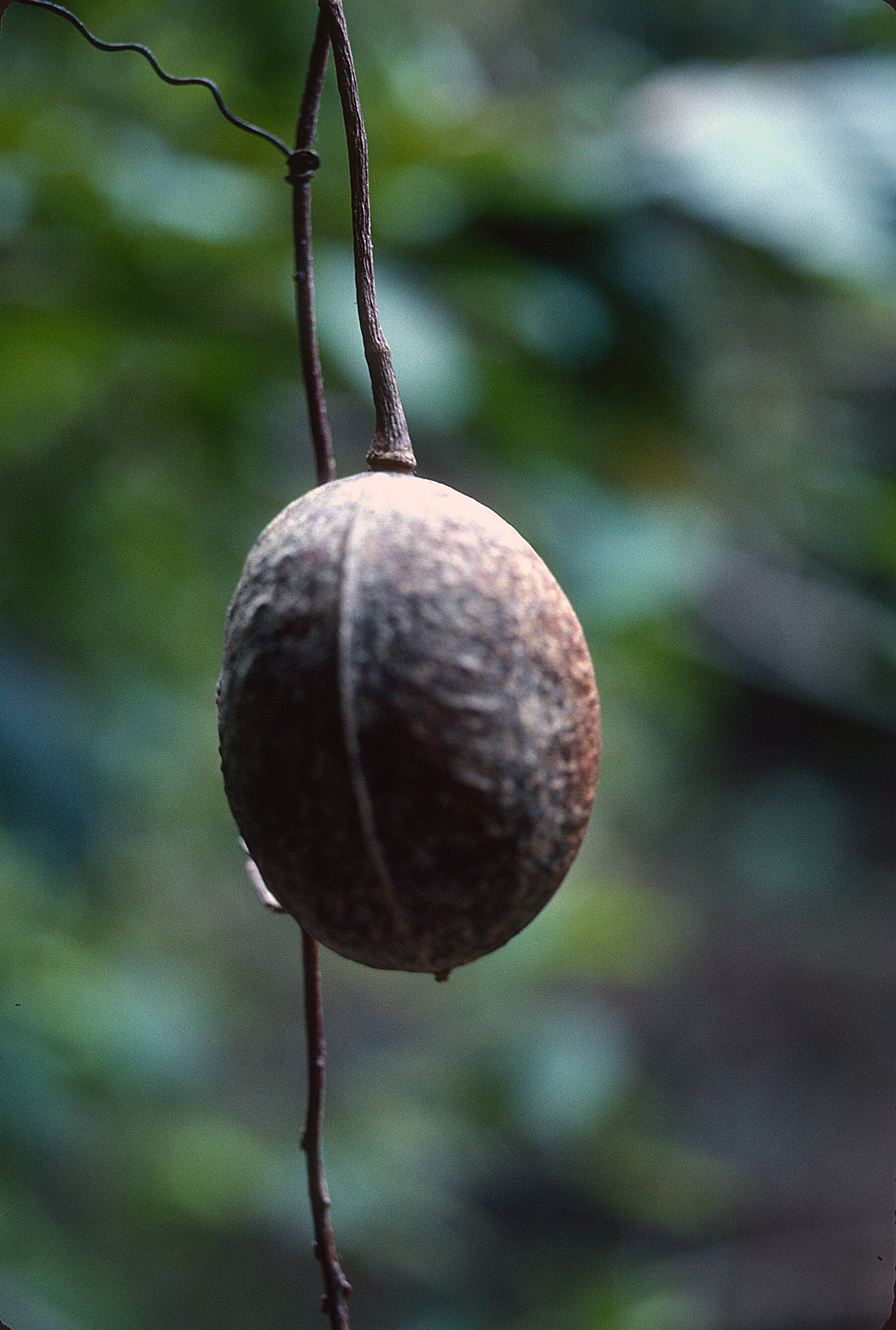 Image of Calyptrion arboreum (L.) Paula-Souza