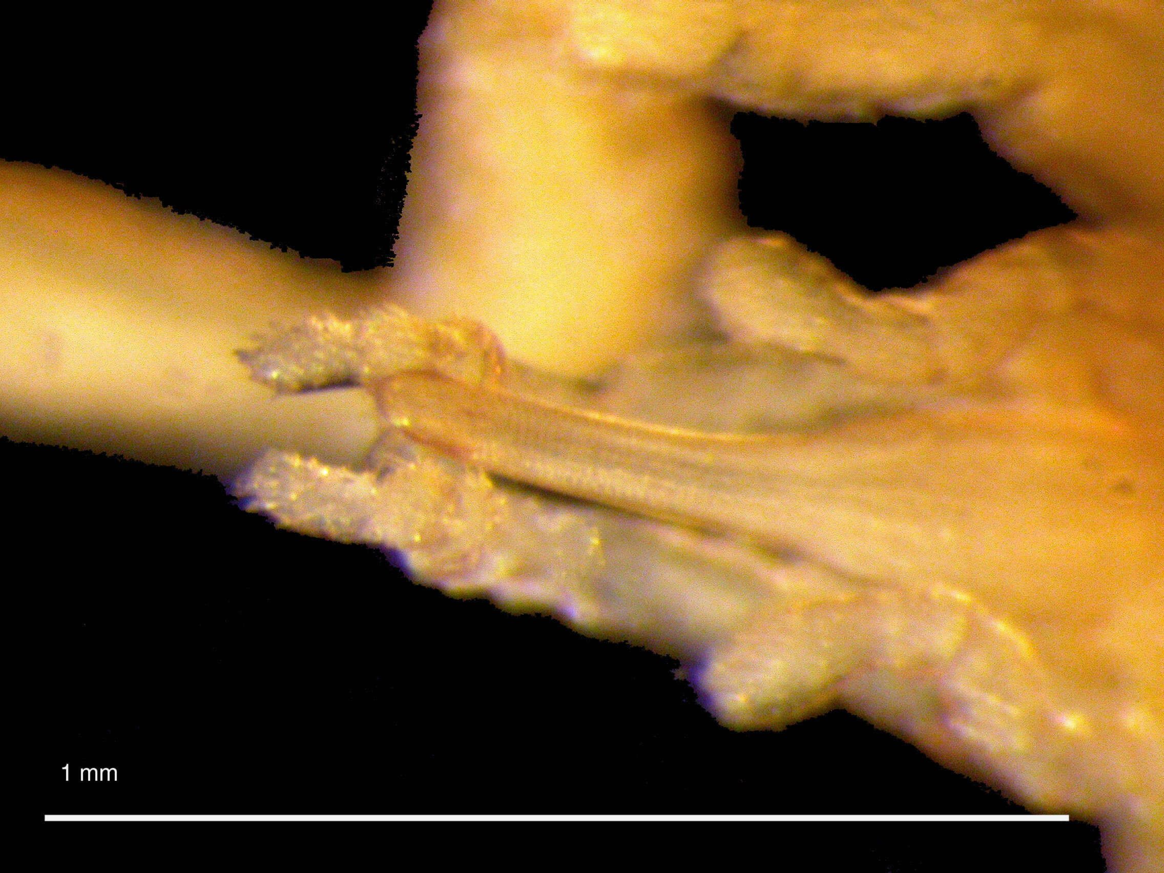 Image of Austrodecus crenatum Child 1994