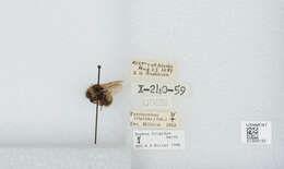 Image of Frigid Bumble Bee