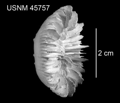 Plancia ëd Stephanocyathus (Stephanocyathus) paliferus Cairns 1977