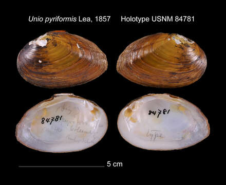 Image of Unio pyriformis I. Lea 1857