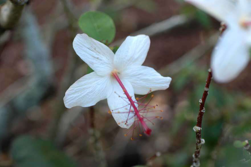 Image of white Kauai rosemallow