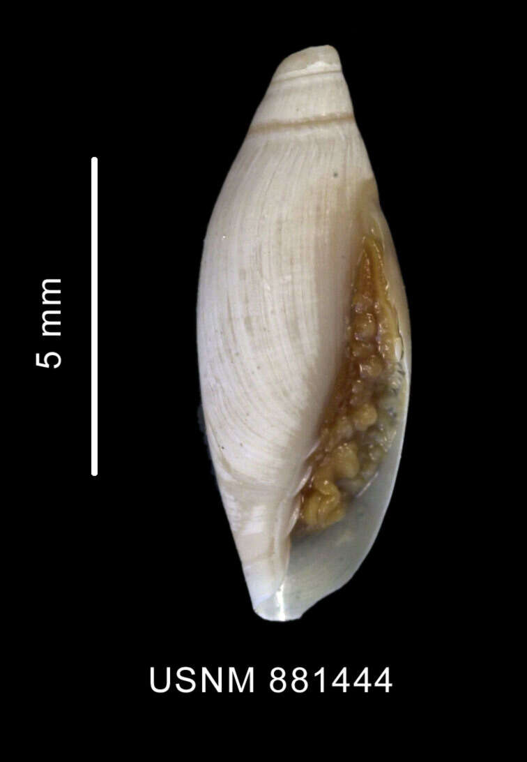 Image of Marginella Lamarck 1799