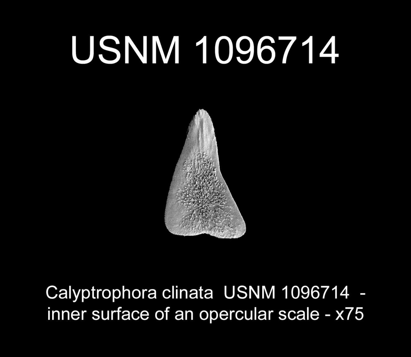 Image of Calyptrophora clinata Cairns 2007