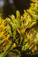 Image of Agave L.