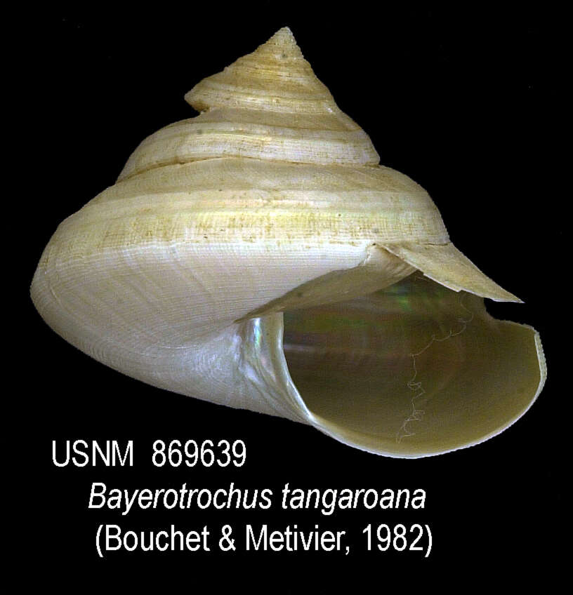 Image of Bayerotrochus tangaroanus (Bouchet & Métivier 1982)