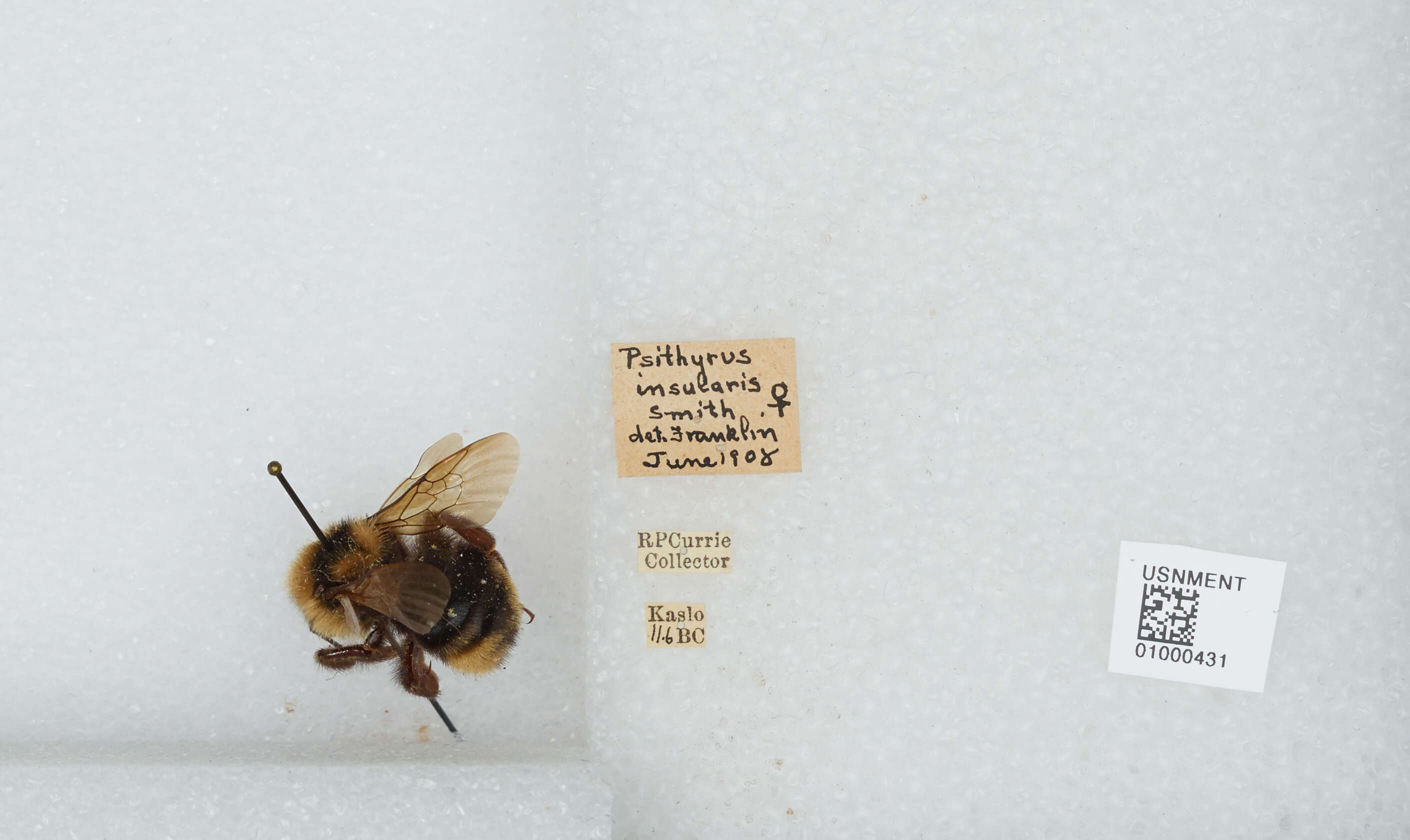 Image de Bombus insularis (Smith 1861)