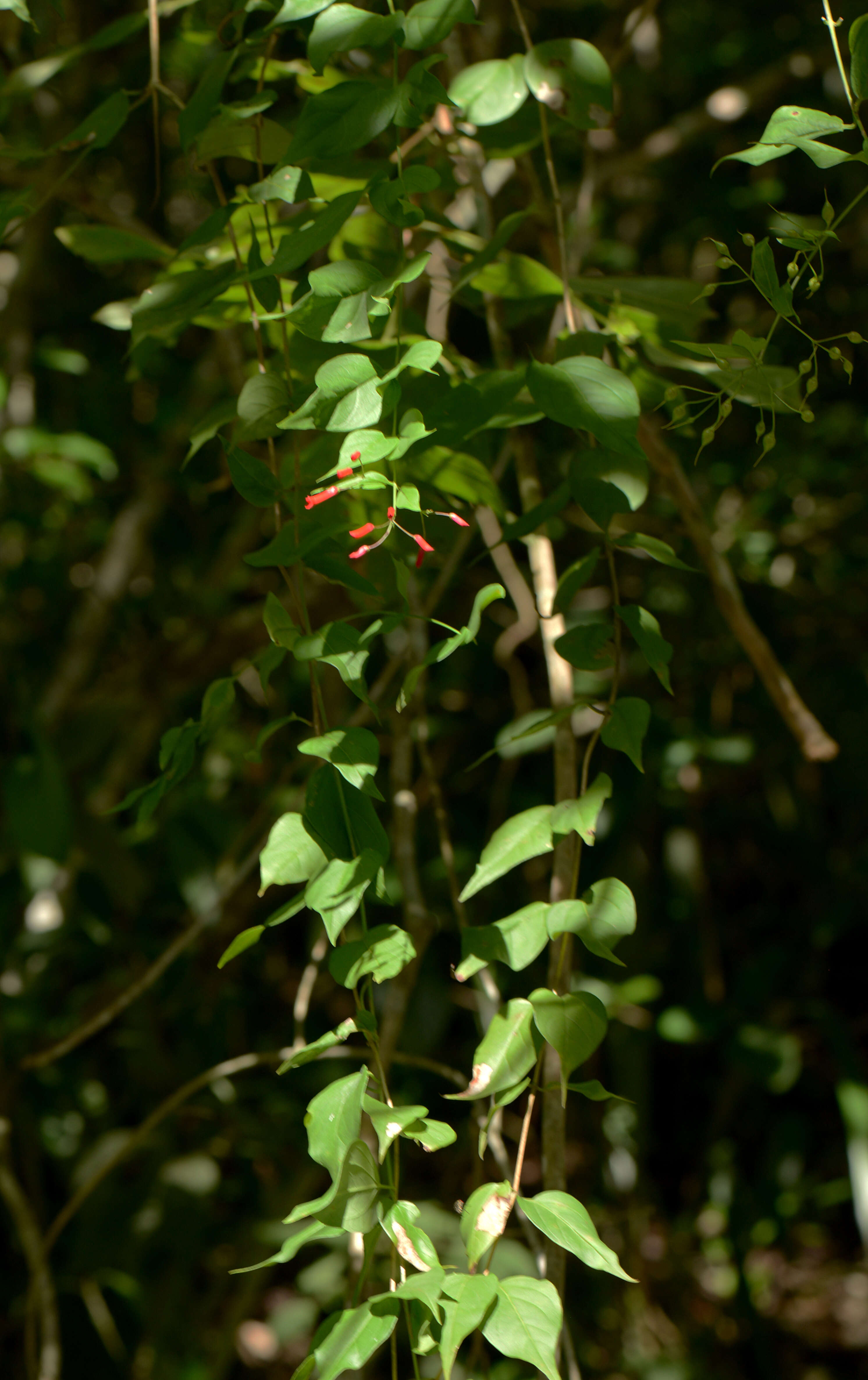 Russelia contrerasii B. L. Turner resmi