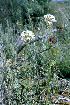 Image of Abronia Juss.