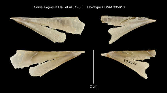 Image of Pinna exquisita Dall, Bartsch & Rehder 1938