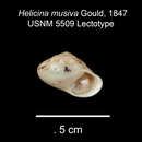 Image of Orobophana musiva (Gould 1847)