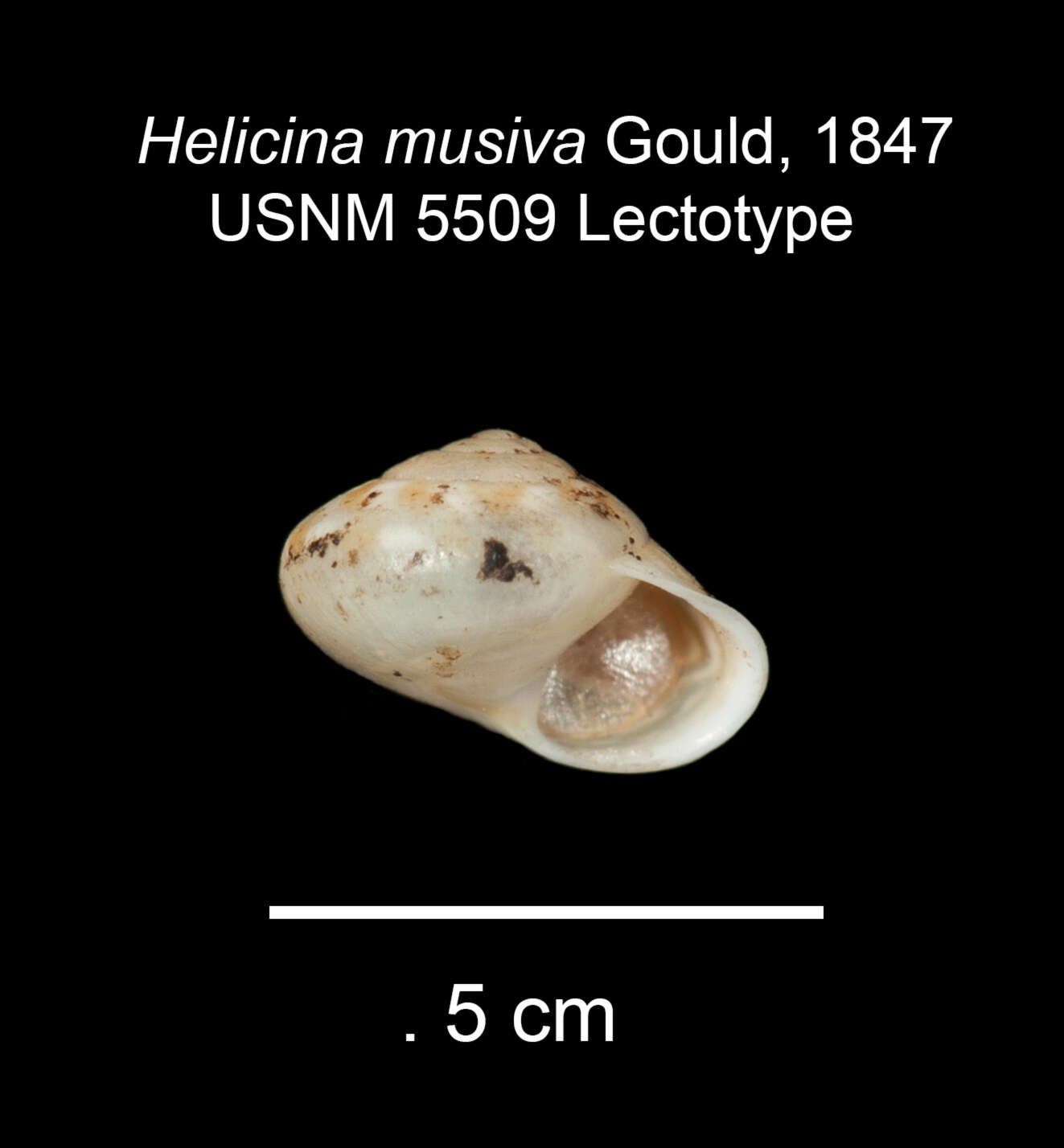 Image of Orobophana musiva (Gould 1847)