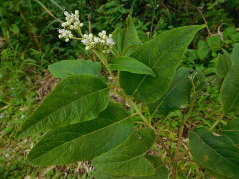 Image of Clibadium surinamense L.