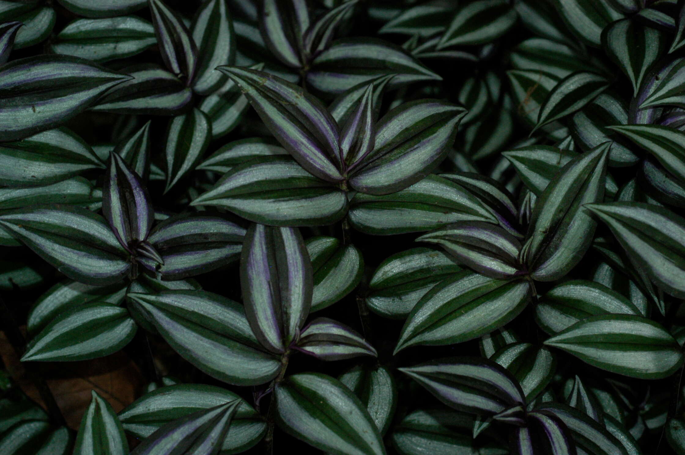 Imagem de Tradescantia zebrina Bosse