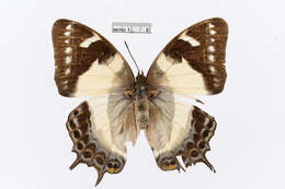 Image of Polyura clitarchus Hewitson 1874
