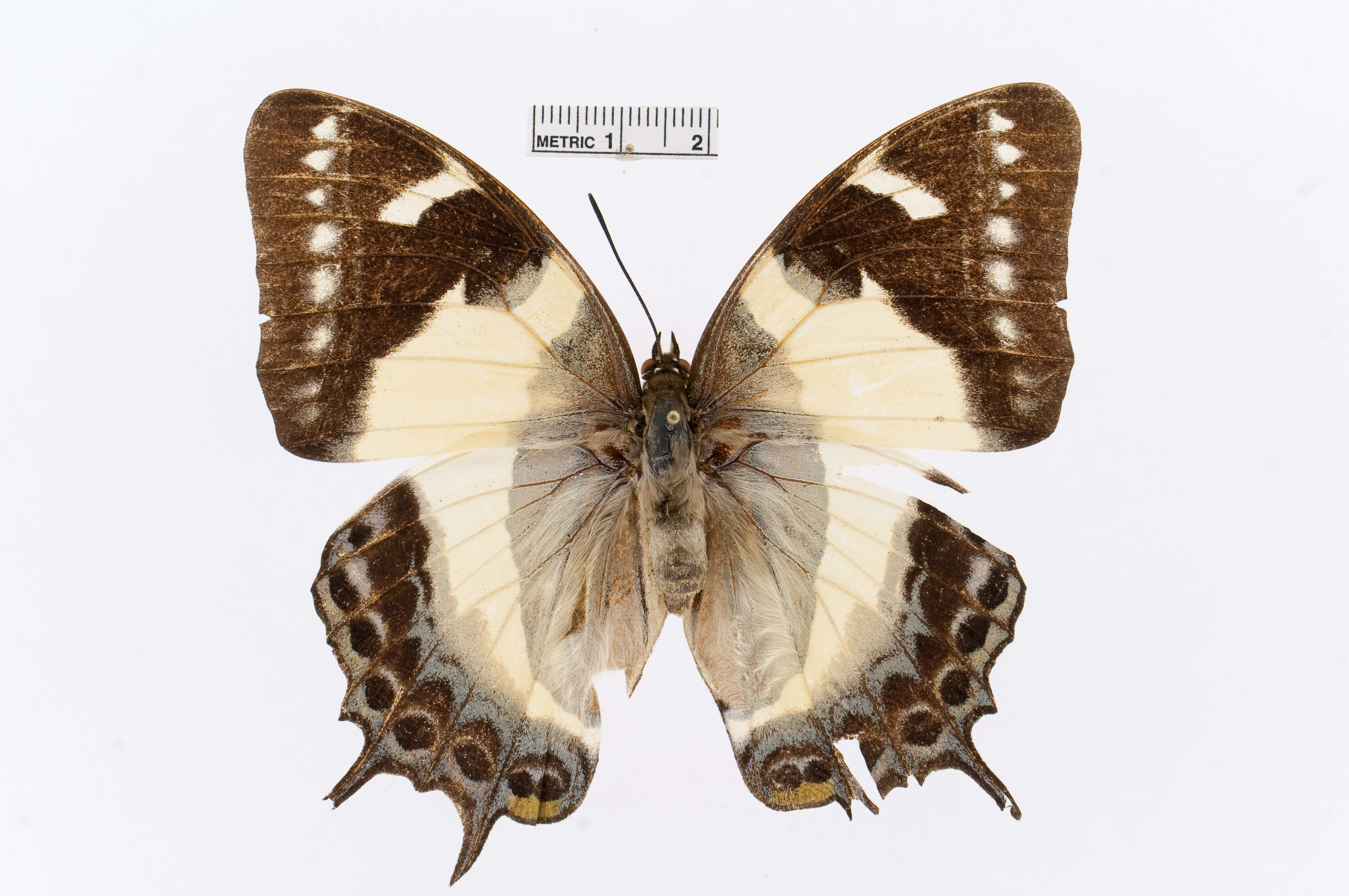 Image of Polyura clitarchus Hewitson 1874