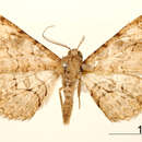 Image of Boarmia sonicaria Schaus 1901