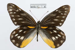 Image of hill jezebel