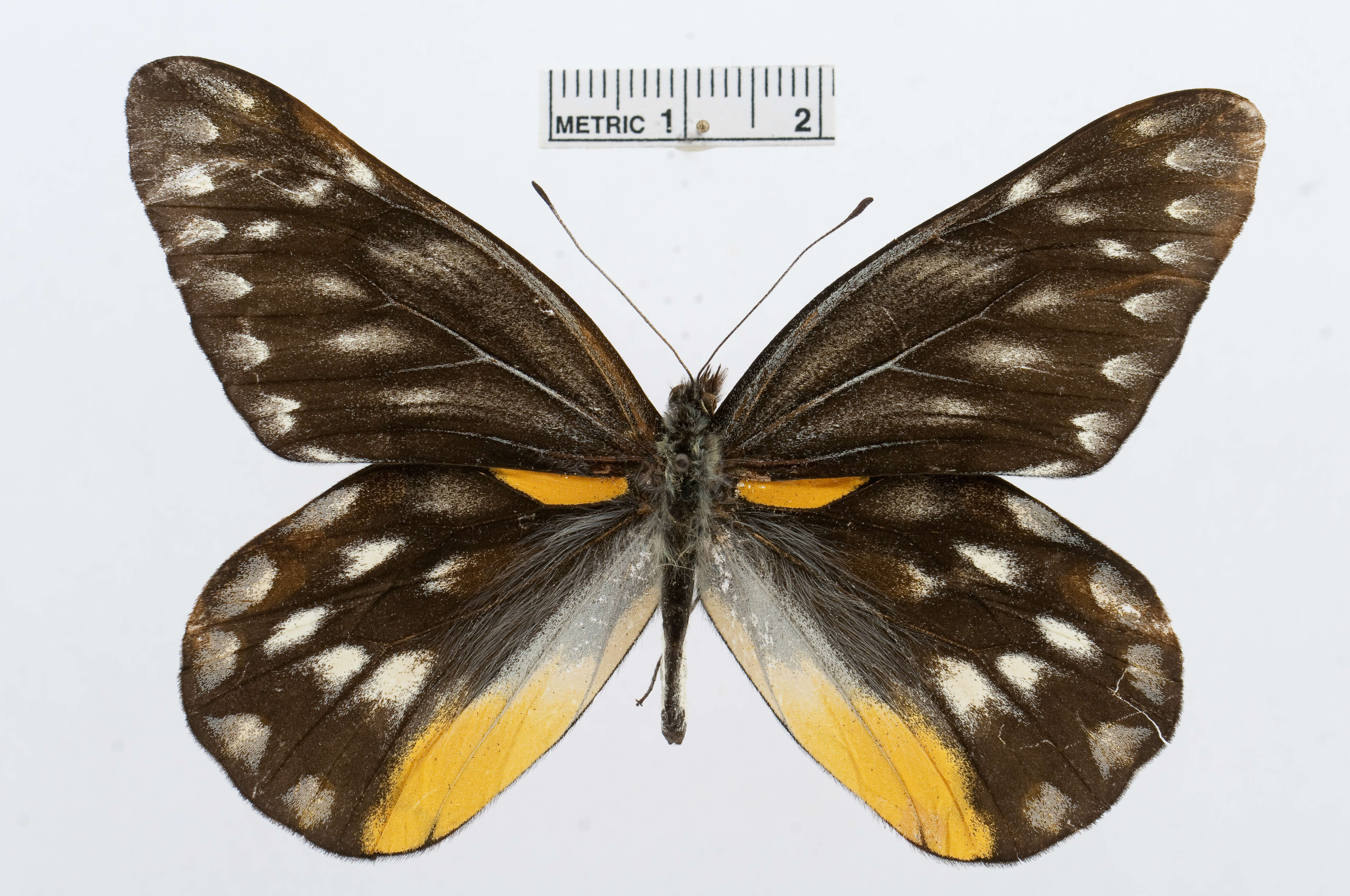 Image of hill jezebel