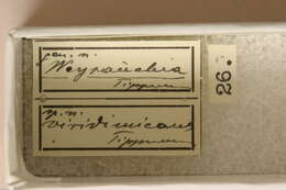Image of Weyrauchia viridimicans Tippmann 1953