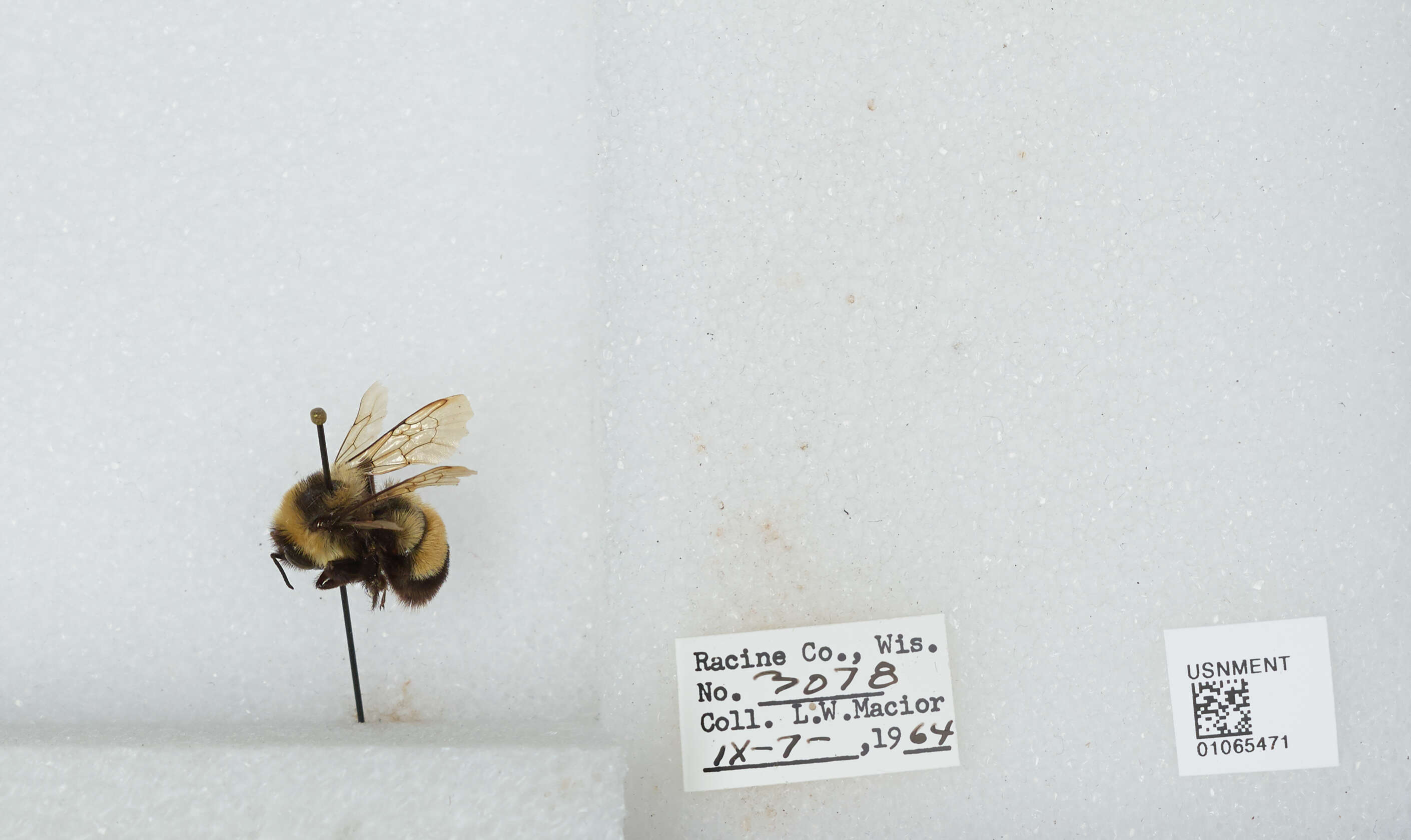 Слика од Bombus affinis Cresson 1864