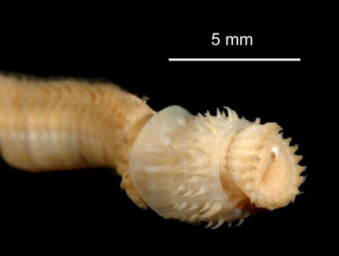 Image of "An Antarctic, polychaete worm"