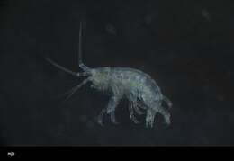 Image of Amphipoda