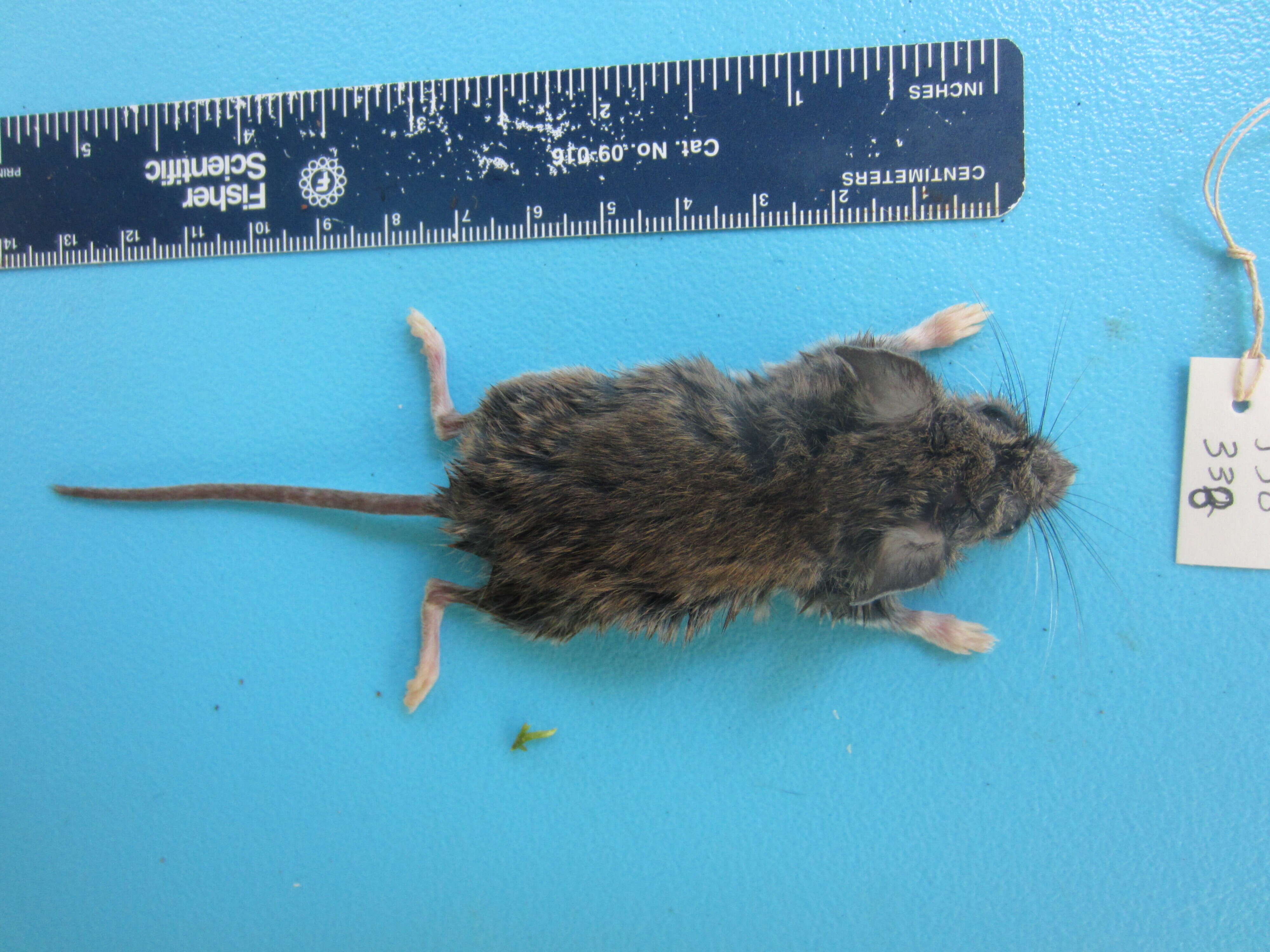 Image of White-footed Deermouse