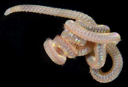 Image of iridescent worm