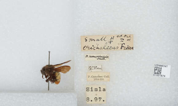 Image of Bombus breviceps Smith 1852