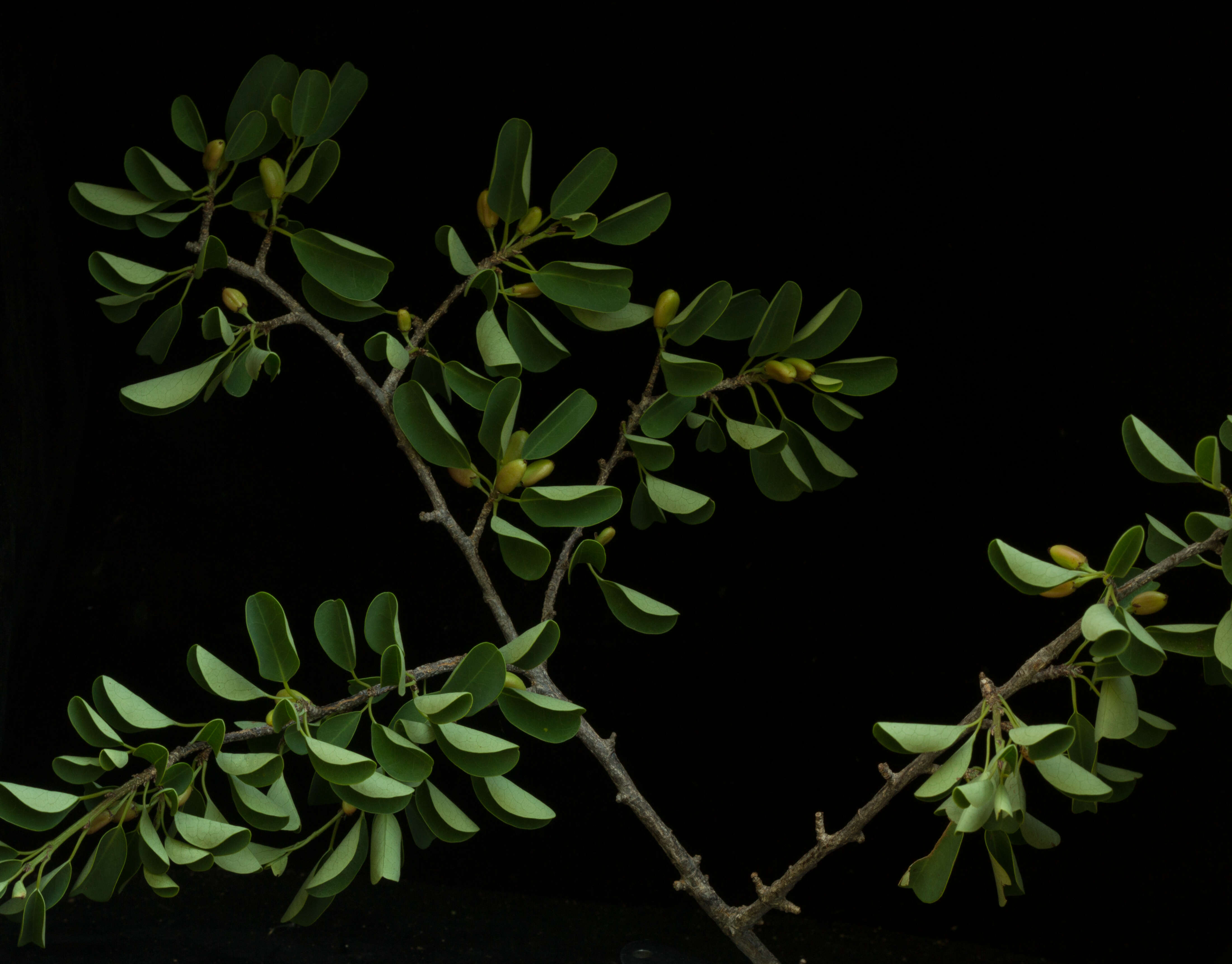 Image de Erythroxylum rotundifolium Lunan