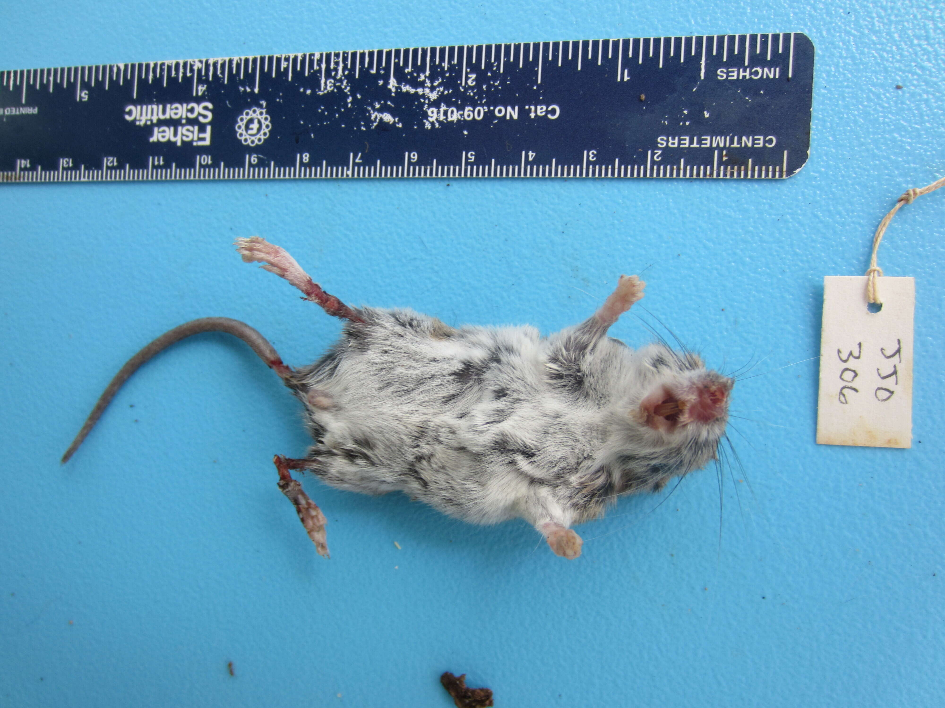 Image of White-footed Deermouse