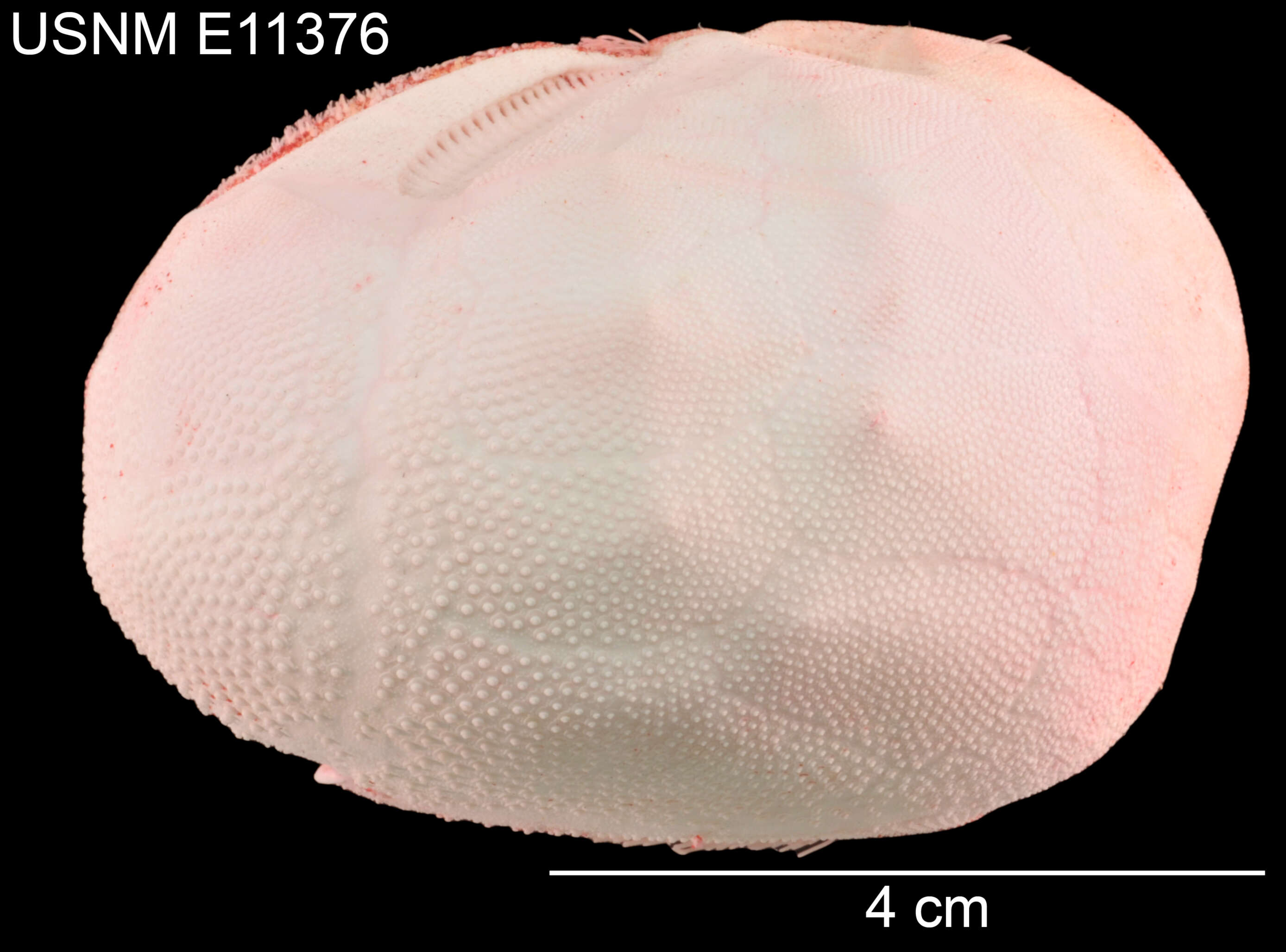 Image of Schizaster doederleini (Chesher 1972)