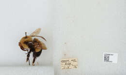 Слика од Bombus affinis Cresson 1864