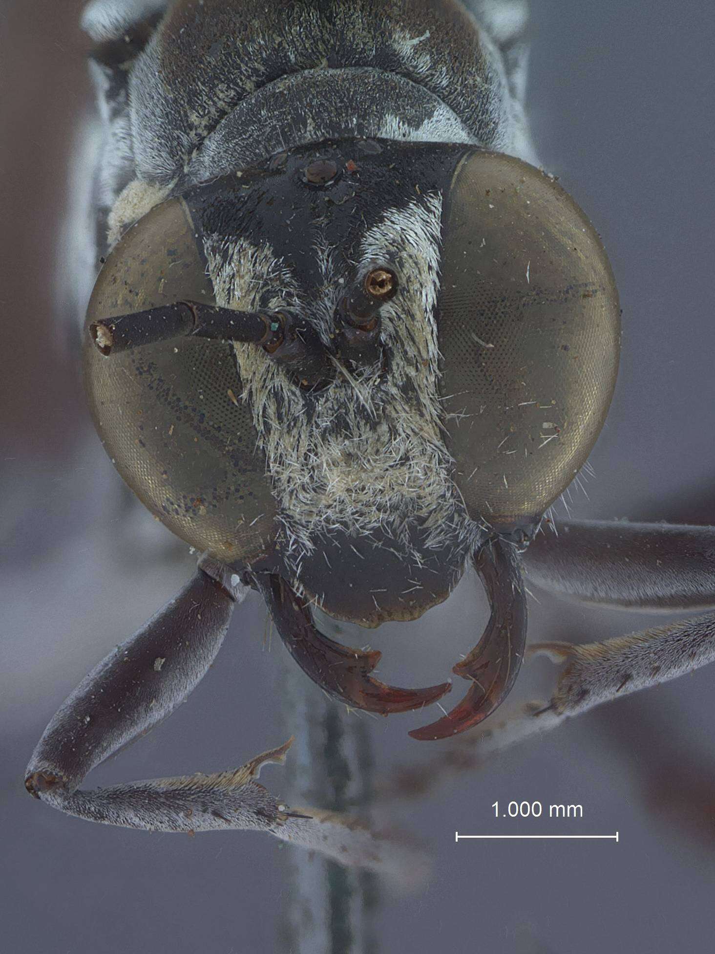 Image of Ammophila acuta (Fernald 1934)