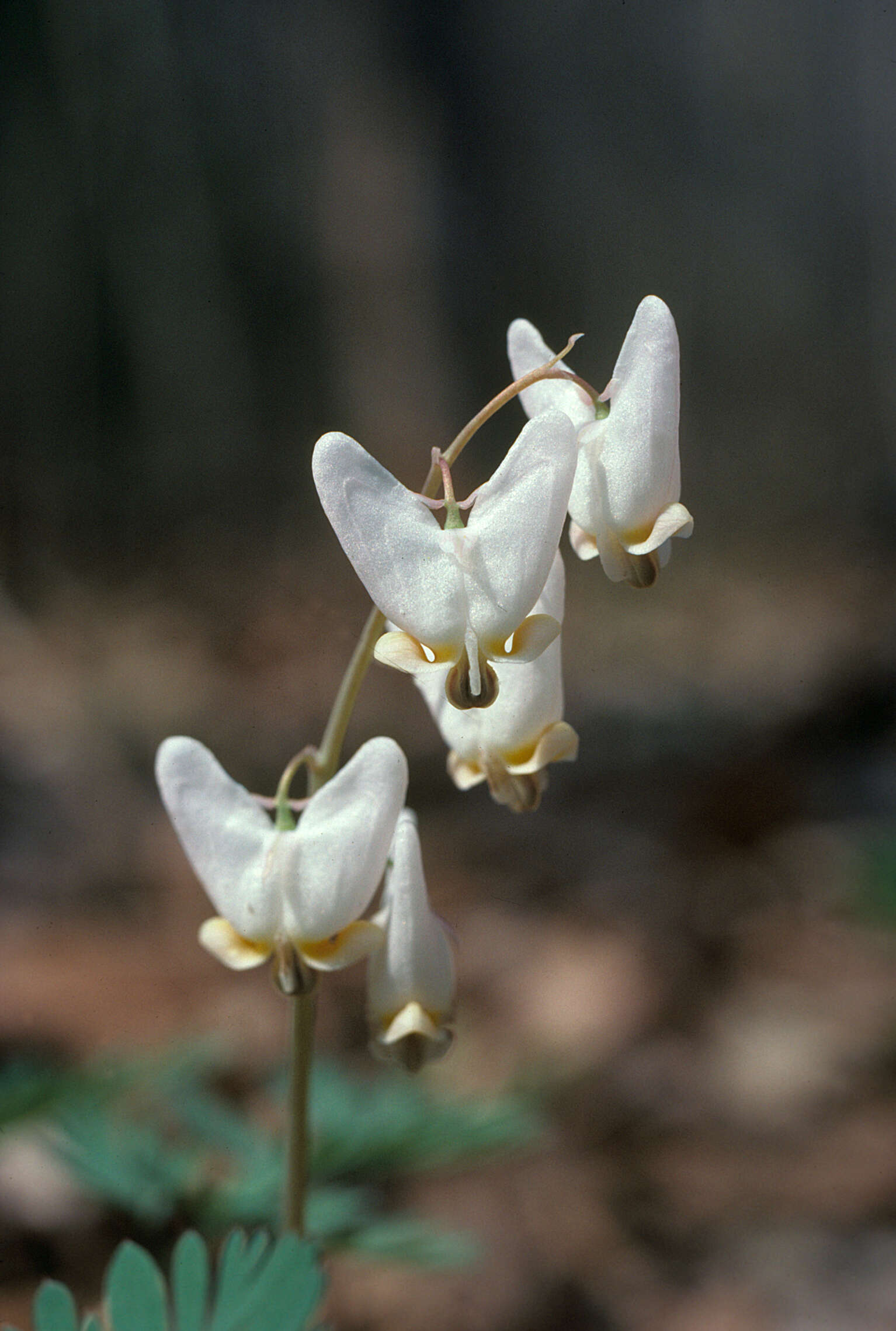 Image of dutchman's breeches