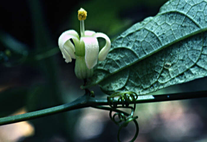 Image of American Melonleaf