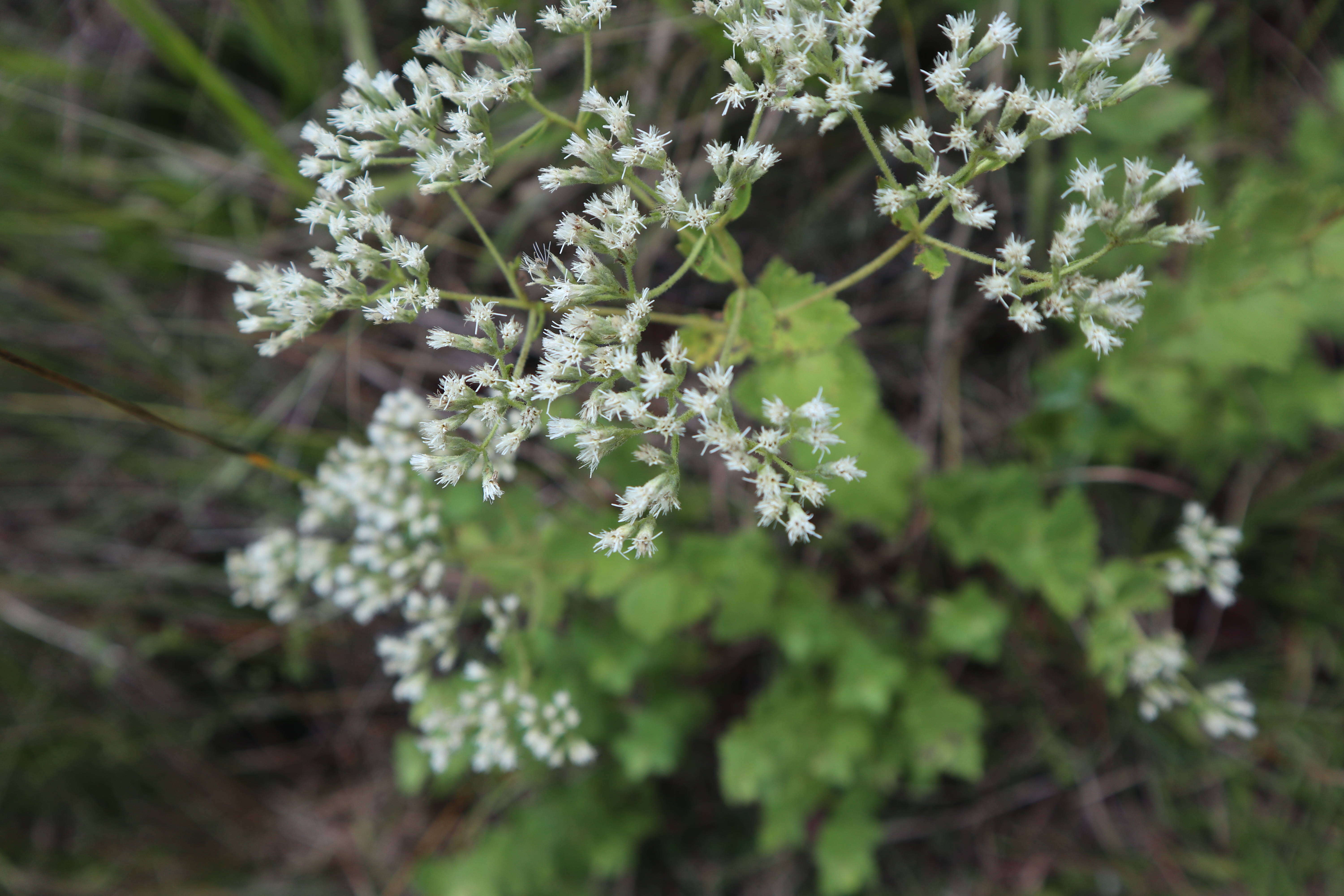 Image of roundleaf thoroughwort