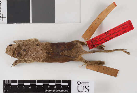 Image of Xerospermophilus tereticaudus tereticaudus (Baird 1858)