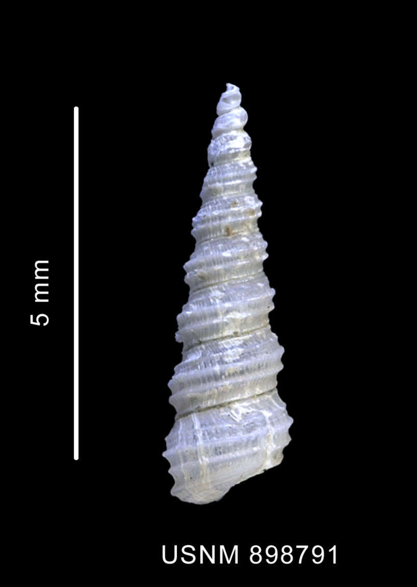 Image of Turritellopsis gratissima Thiele 1912