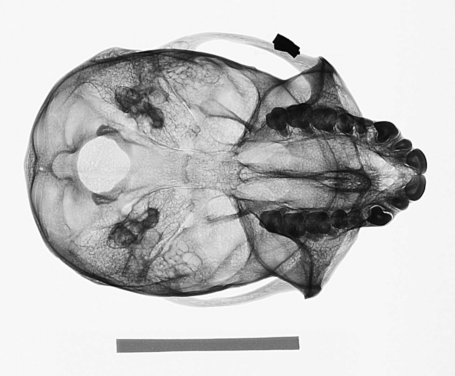 Image of Cercopithecus mitis kolbi Neumann 1902