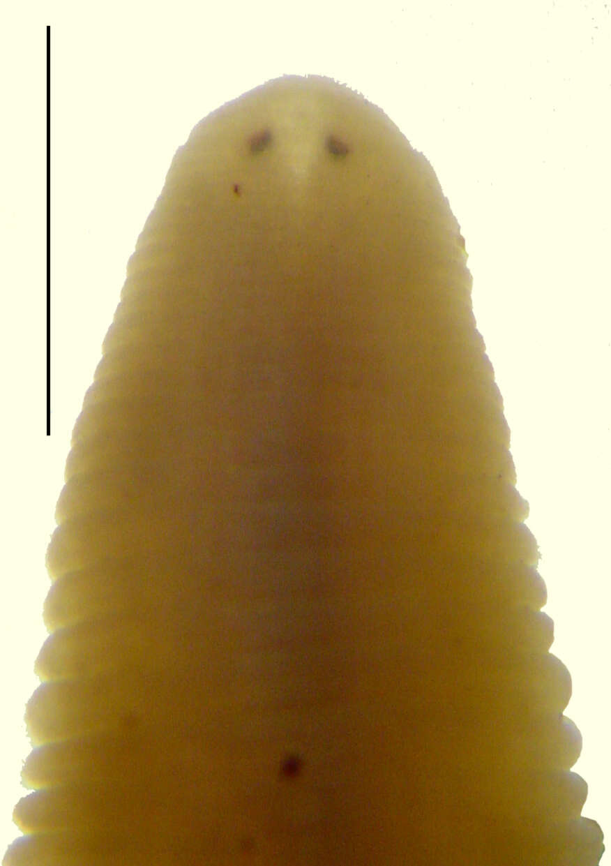 Image of Helobdella punctatolineata Moore 1939