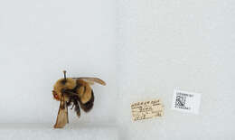 Слика од Bombus affinis Cresson 1864